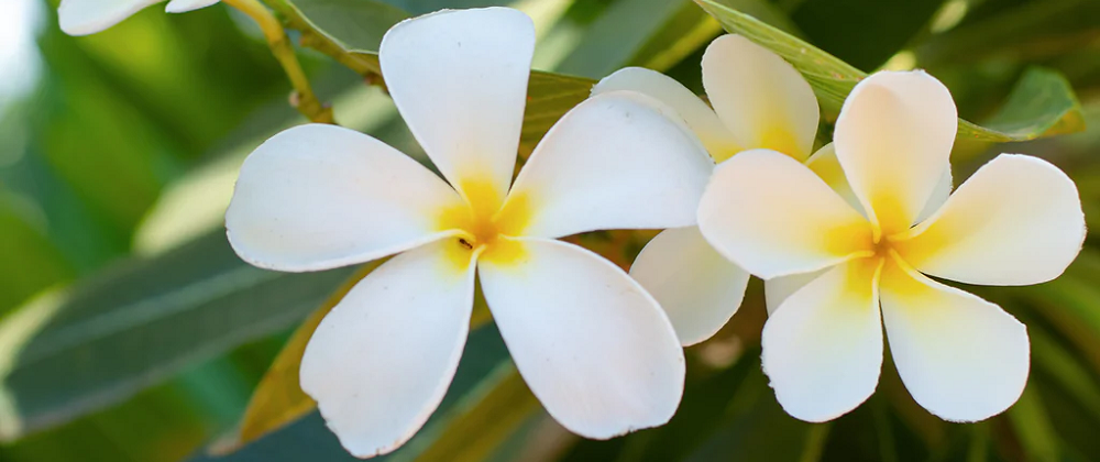 Fleurs de Tiaré tahiti, littéralement « fleur tahitienne »