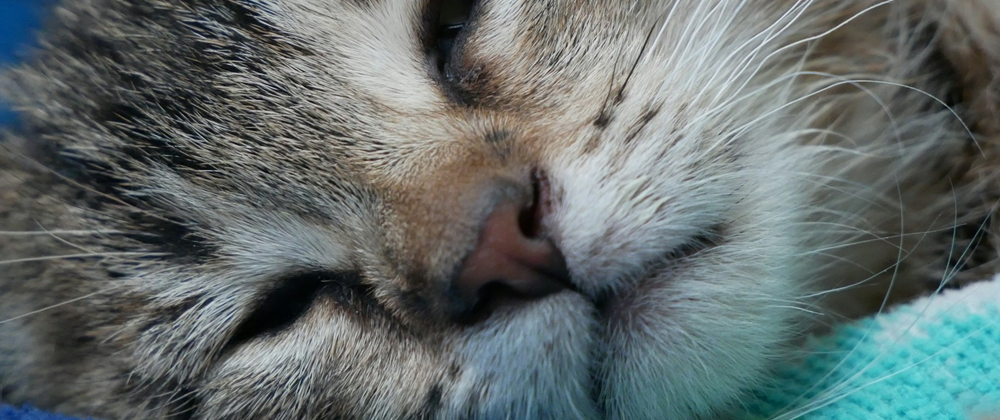 Gros plan d'un chat endormi sur une couverture (Cody Puttman)