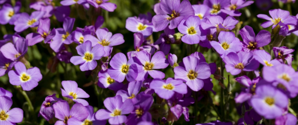 Un tapis de patiences aux fleurs violettes et aux coeurs jaunes, en pleine floraison